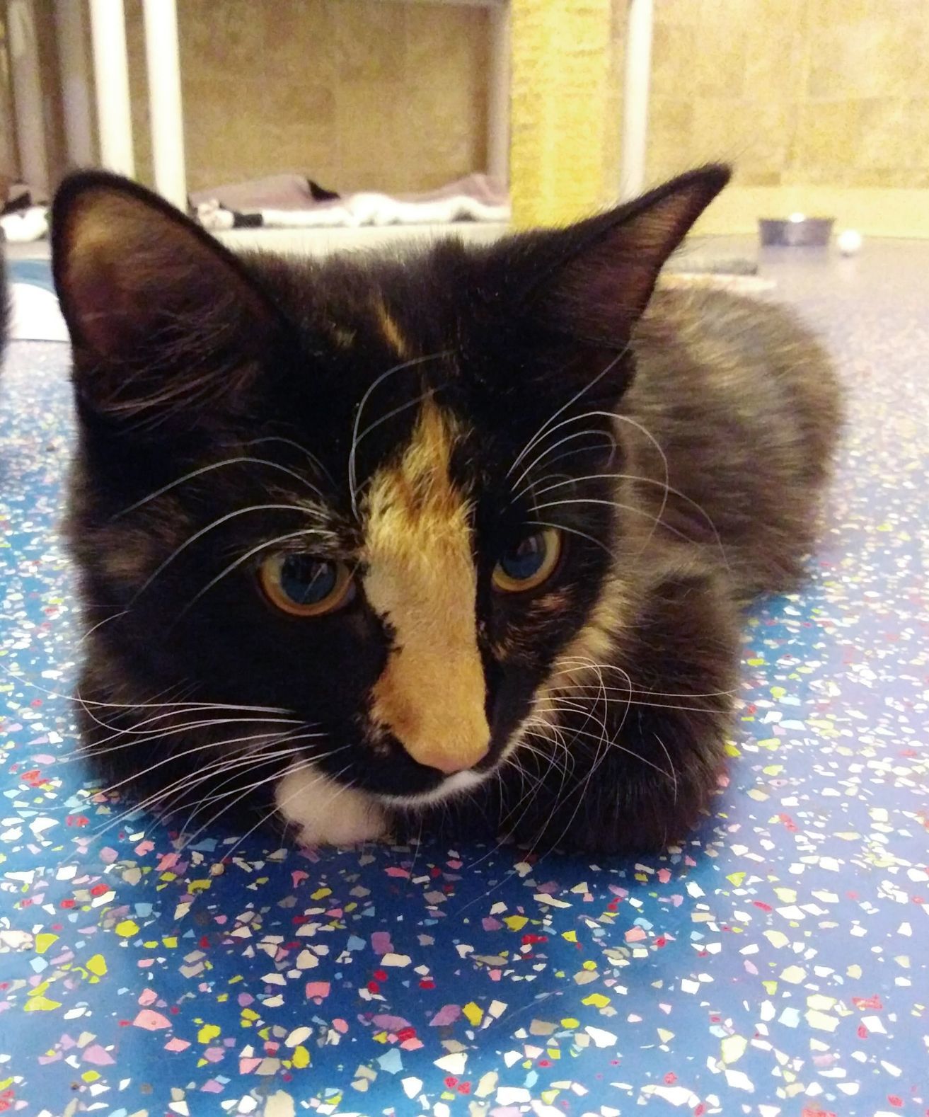 Adopt a friend: Adele